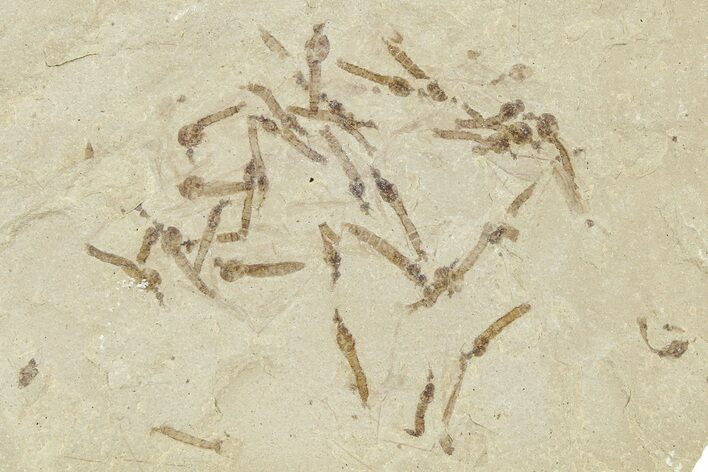 Crane Fly (Tipulidae) Mortality Plate - Green River Formation #360076